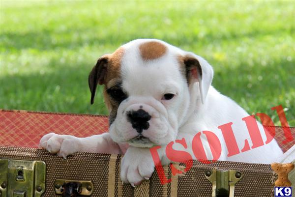 greenfield puppies lancaster pa document moved greenfield puppies lancaster pa document moved