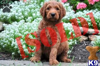 Mickey / Goldendoodle 