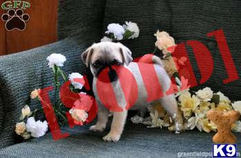 Robin / Pug 