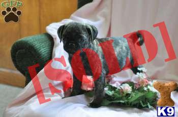 Ronald / Pug