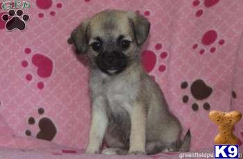 Lancaster Puppies on Pugapoo A Mixed Breed Pup For Sale Located In Lancaster Pa 17602