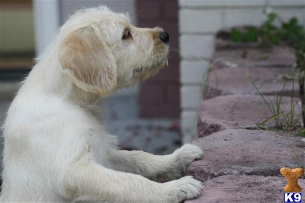 English Labradoodle