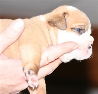 OLDE ENGLISH BULLDOG PUPPIES