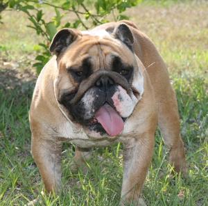 SIO PARTI BULDOZER PEPSI