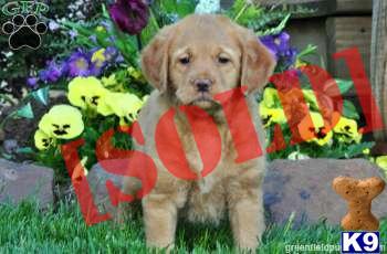 Cinnamon - Mini Labradoodle Female - Shipping Available