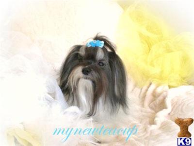 BEAUTIFUL T-Cup MORKIE Coby