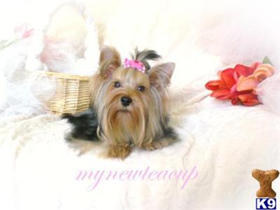 Passion-BEAUTIFUL Yorkie girl 