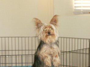 Morkies due