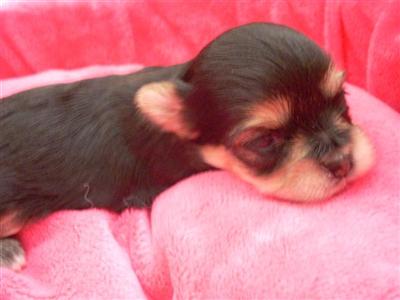 Morkies 