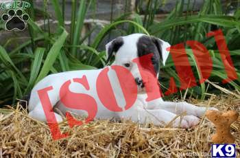 Sophie - American Bulldog Female - Shipping Available