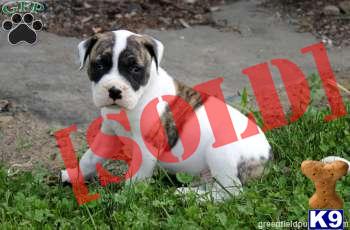 Simba - American Bulldog Male - Shipping Available