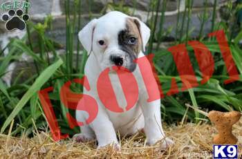 Bunker - American Bulldog Male - Shipping Available