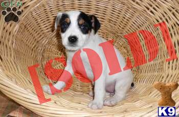 Opal - Jack Russell Female - Shipping Available