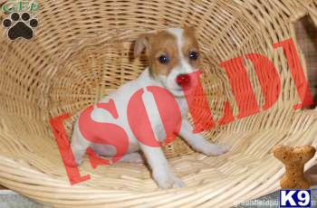 Olive - Jack Russell Female - Shipping Available