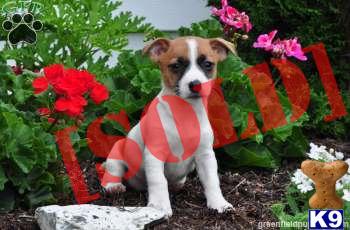 Cutie - Jack Russell Female - Shipping Available