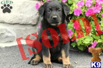 Sydney / Rottweiler Mix