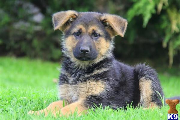 german shepherd breeders in pa document moved german shepherd breeders in pa document moved