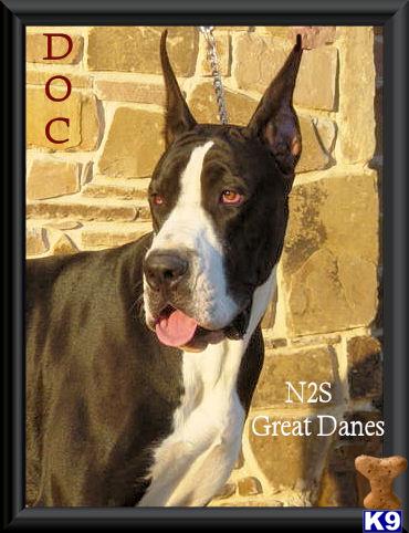 N2S GREAT DANES - AKC QUARTER EURO LITTERS