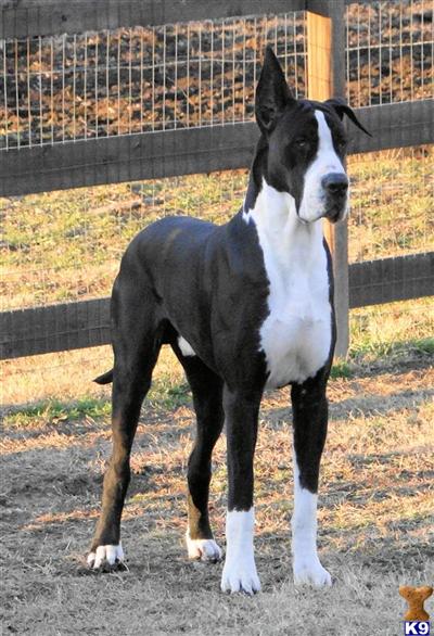 Euro/American Litters Planned for 2010