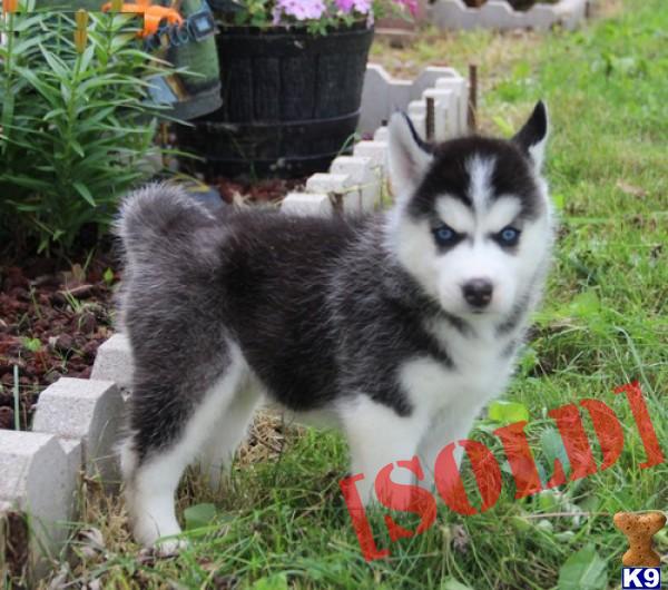 husky puppies for sale colorado springs document moved husky puppies for sale colorado springs document moved