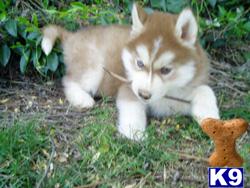 Timber and white arctic mix siberian husky PUPPIES NOW