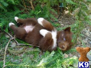 Siberian Husky mix Timber and White arctic pups