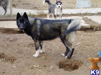 Reika ~wolf-dog~ ~Red Oak Pack Alpha~ Nakkitta_C2009513133320