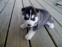 AKC SIBERIAN HSUKY PUPPIES