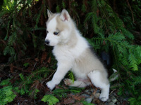 siberian hsuky mix wolf puppies