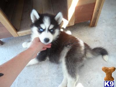 Siberian Husky Puppies coming soon Reserve Now