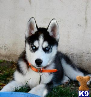 AKC Siberian Husky Puppies
