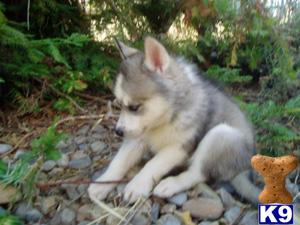 Siberian husky akc 3 new litters born August