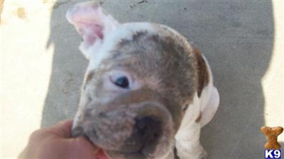 AKC ENGLISH BULLDOG PUPPY
