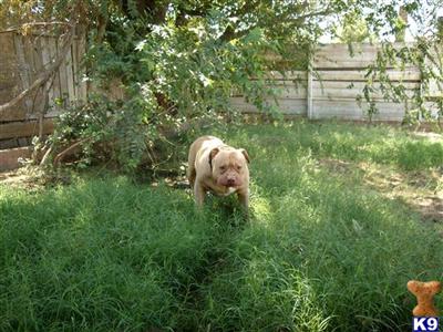 BULLY AKC AMSTAFFS
