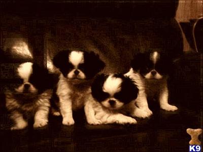 Special dogs for special people