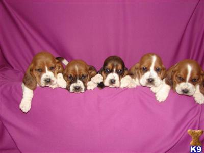 AKc - Basset Hounds