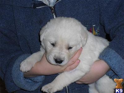 Akbash/Golden Retriever