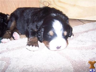 Bernese puppies
