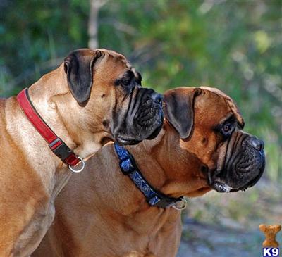 Bullmastiff Reserve puppies now Champion Sired