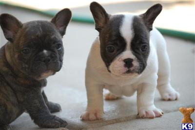 French Bulldog Puppies