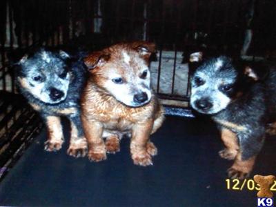 Only Blue Heelers