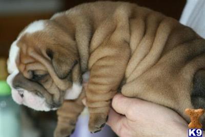 EB pup