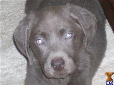 Silver Labrador puppies Gorgeous AKC Rare