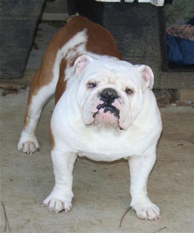 Dozer
