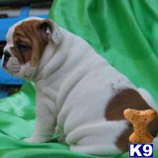 Denise English Bulldog Female www.nightingalebullies.com Shipping Included