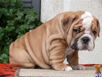 Claudia English Bulldog Puppy www.nightingalebullies.com