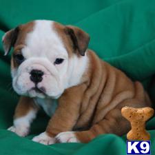 Hercules Available www.nightingalebullies.com Shipping Included