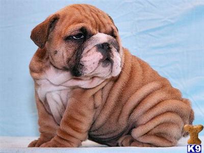 Chopper Available Shipping Included Nightingale Bullies 
