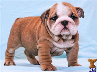 Clara English Bulldog Puppy Shipping Included Nightingale Bullies