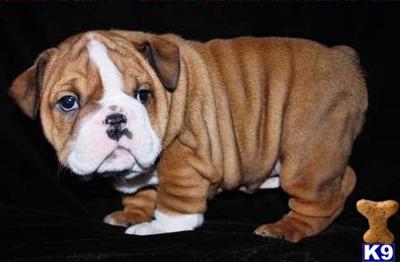 Toby Available www.nightingalebullies.com Shipping Included